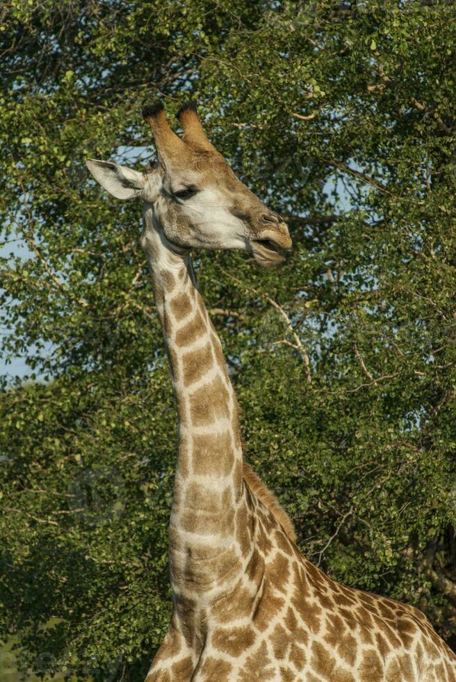 lindo girafa dentro África foto