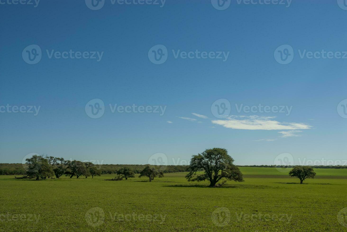 uma ampla campo com árvores e uma céu foto