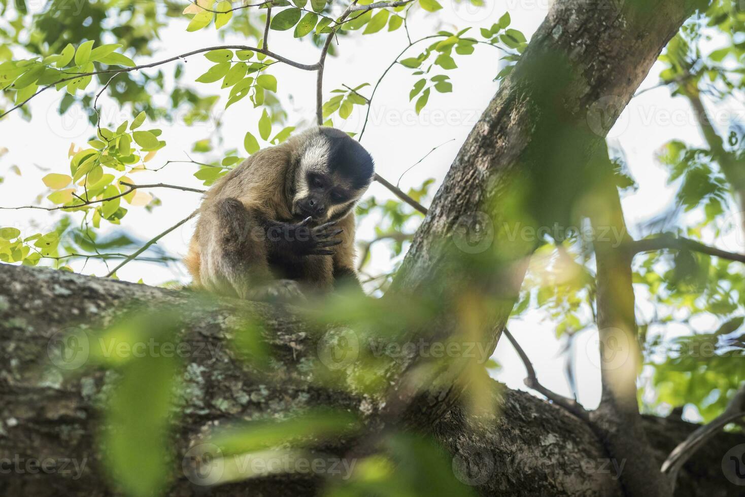 uma macaco é em pé em uma árvore ramo foto