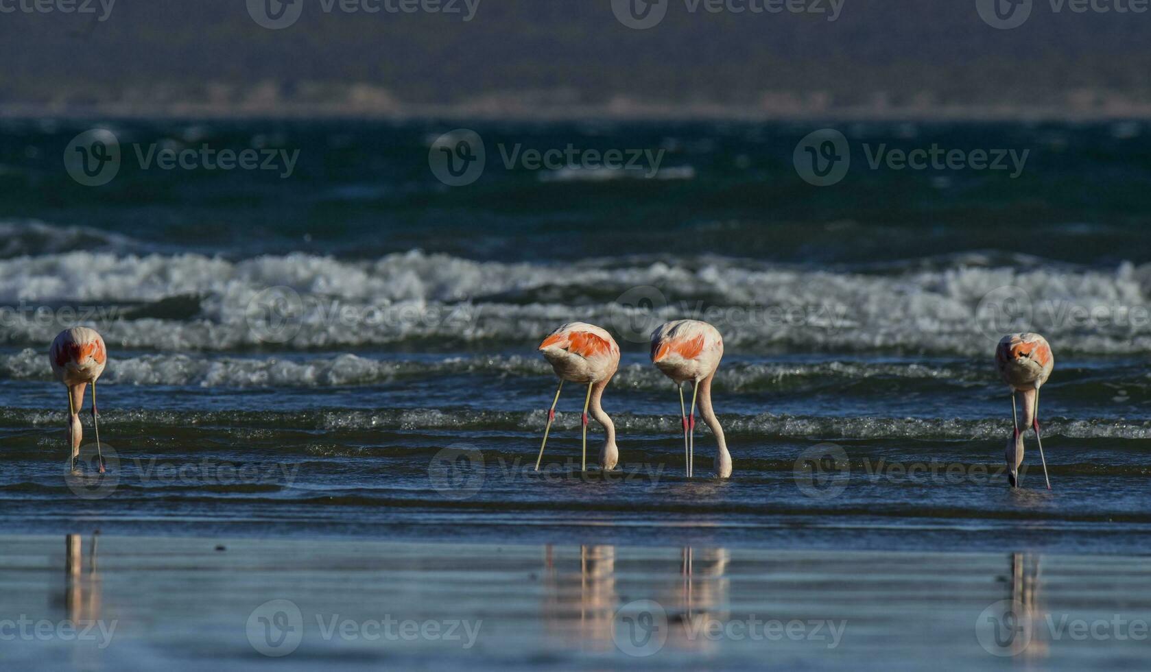 flamingos às a de praia foto