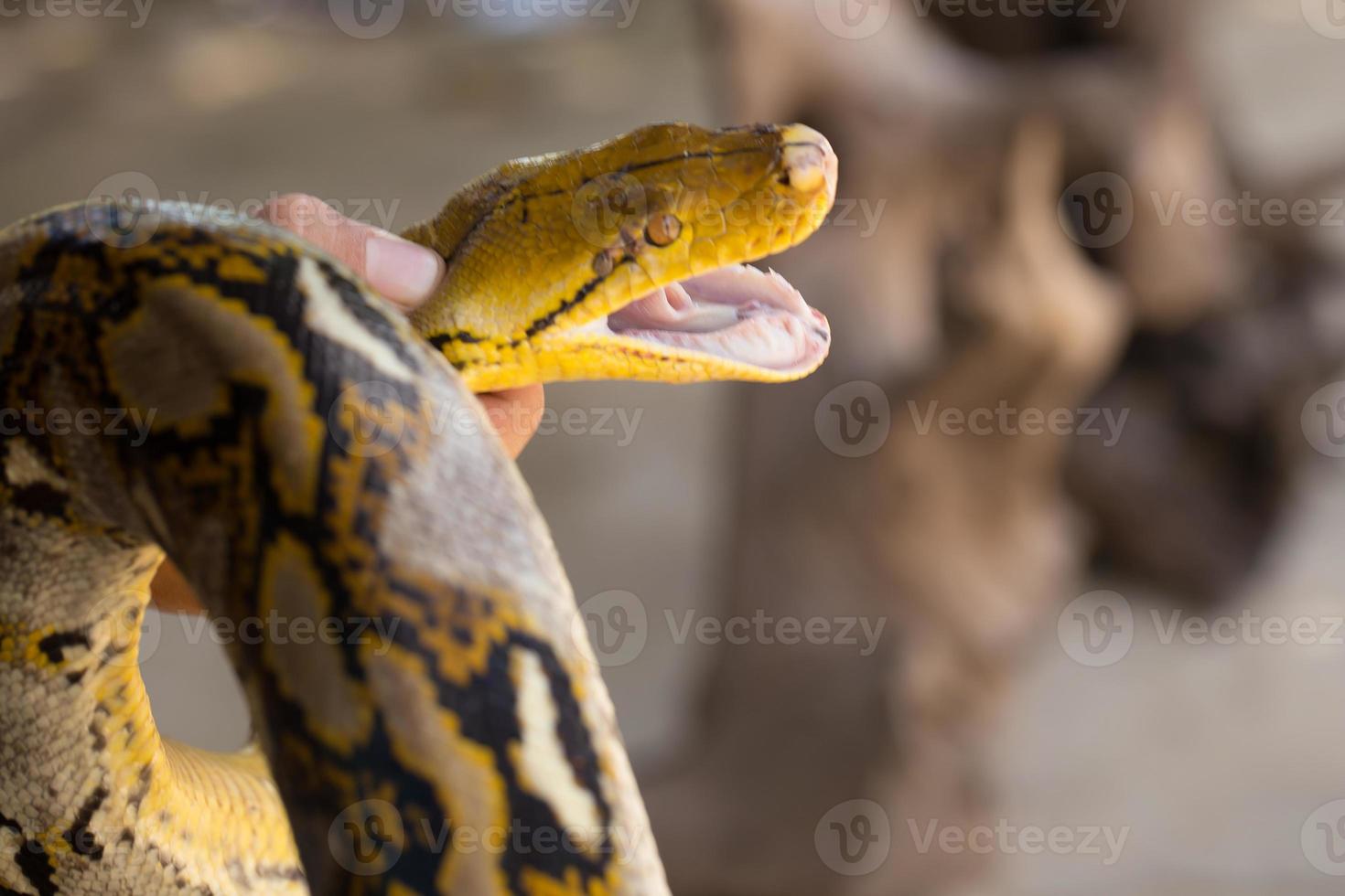 mão segurando a bola de mão cobra python foto