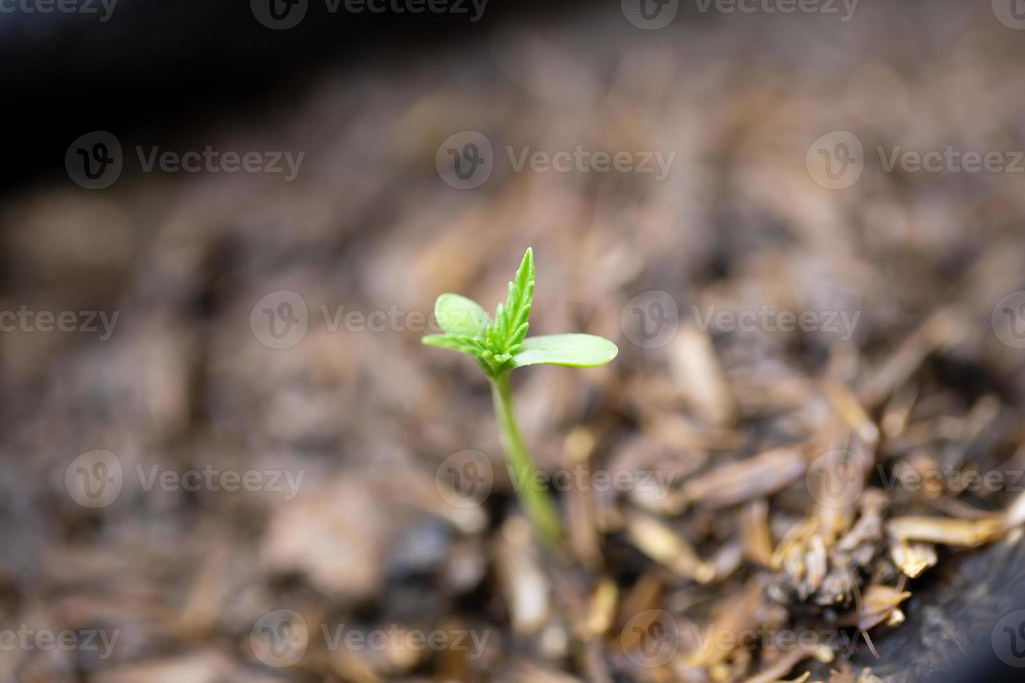 uma pequena planta de mudas de cannabis na fase de vegetação plantada foto