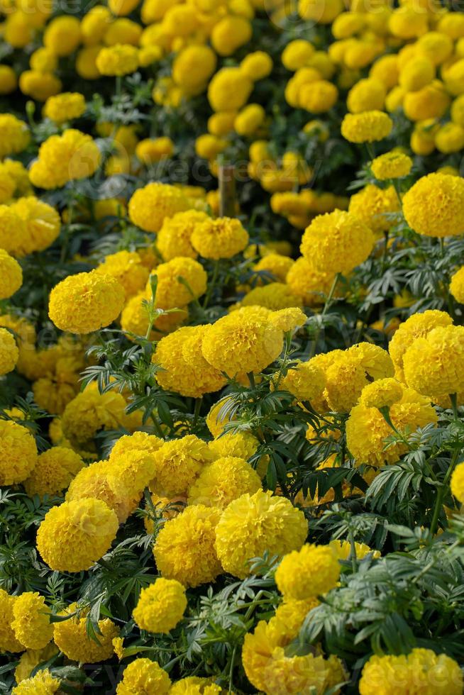 lindas flores amarelas e laranja foto