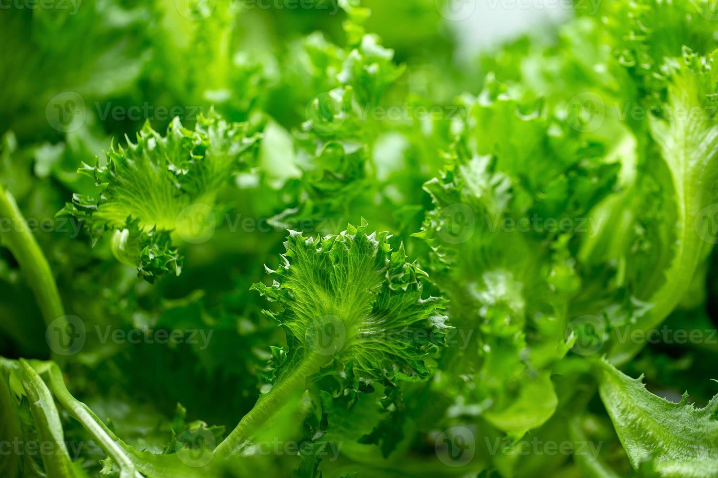 folhas de alface frescas saladas fazenda hidropônica de vegetais foto