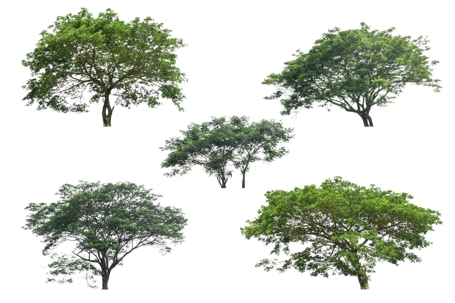 coleção de árvores isoladas no fundo branco foto