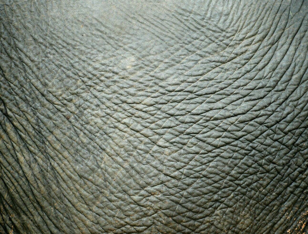 elefante pele textura foto