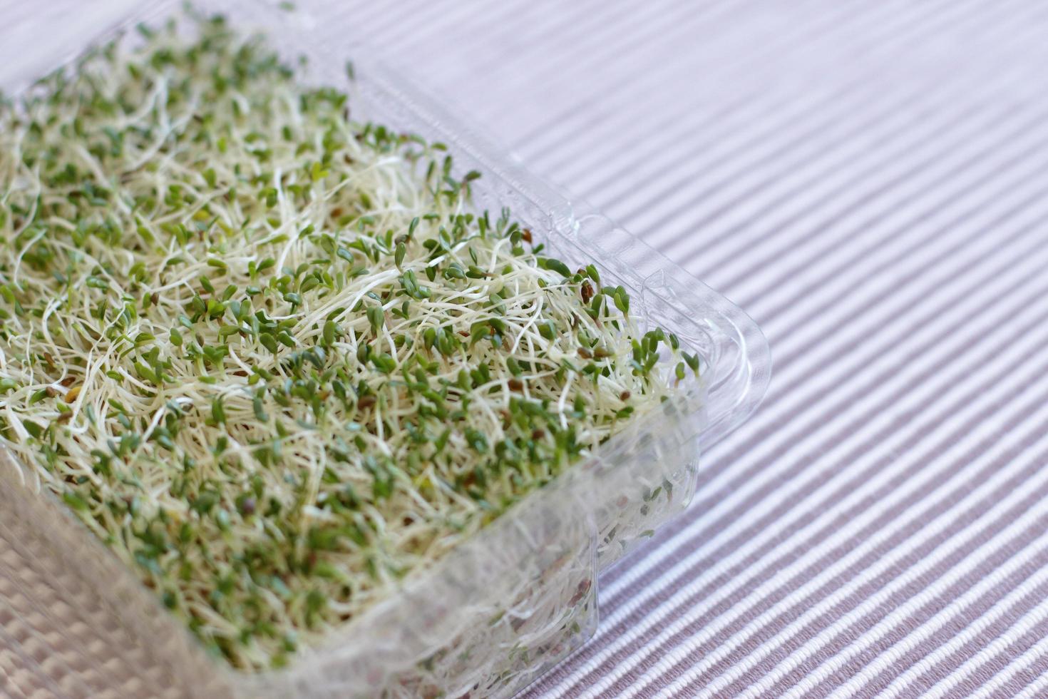 micro-verduras crescendo em casa, dieta superalimentar saudável foto