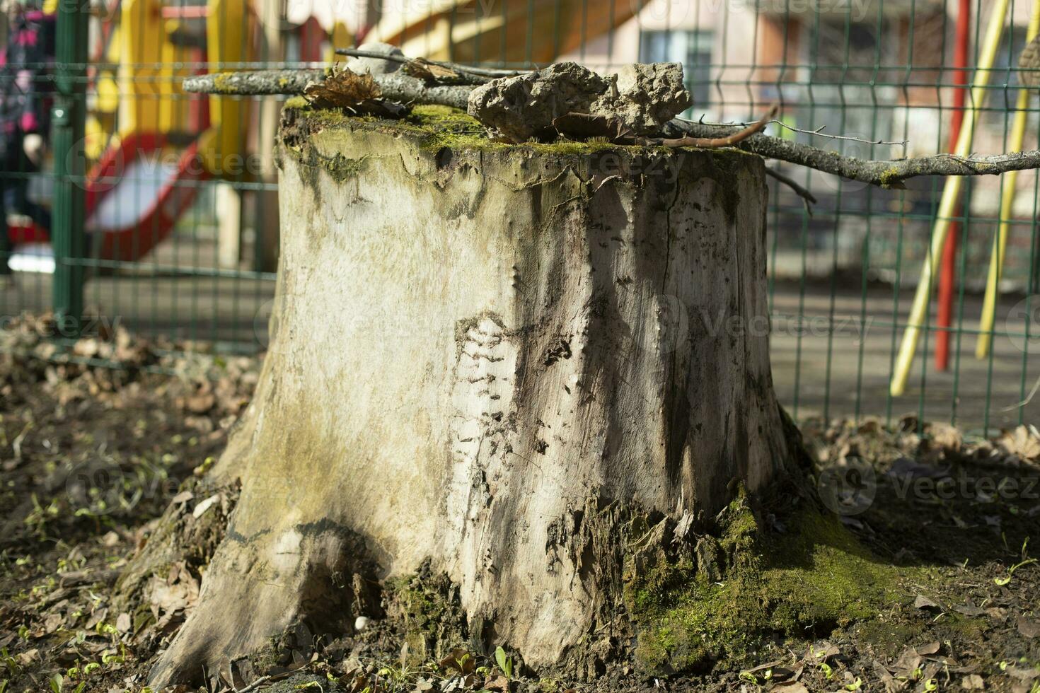 seco toco. cortar baixa árvore. velho registro. seco plantar. foto