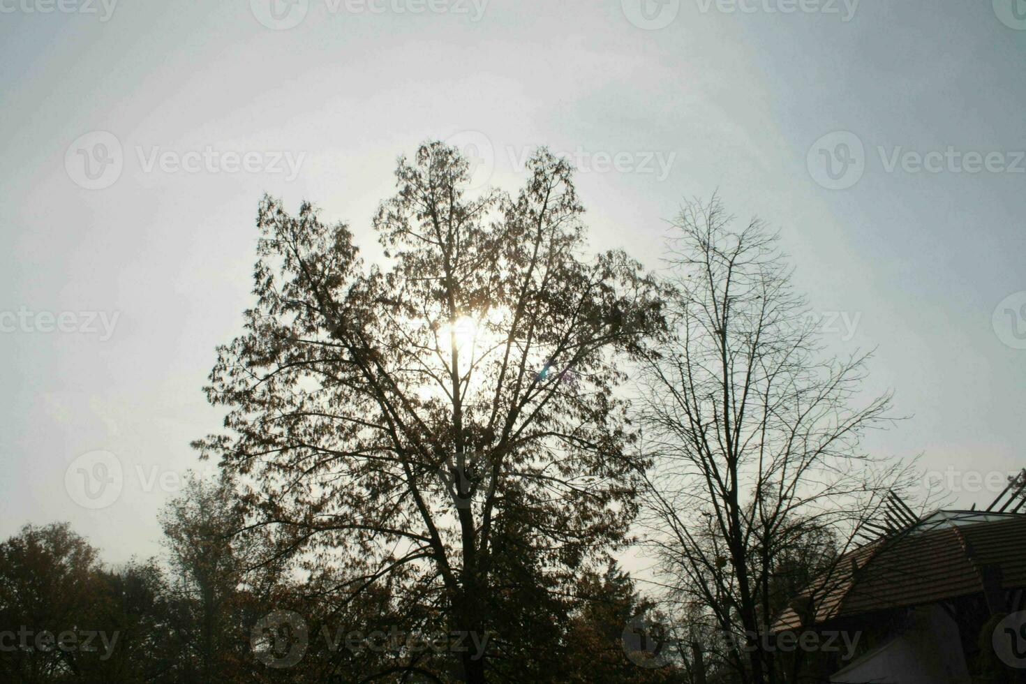 lindo panorama do hajduszoboszlo a partir de a solitário ensolarada árvore foto