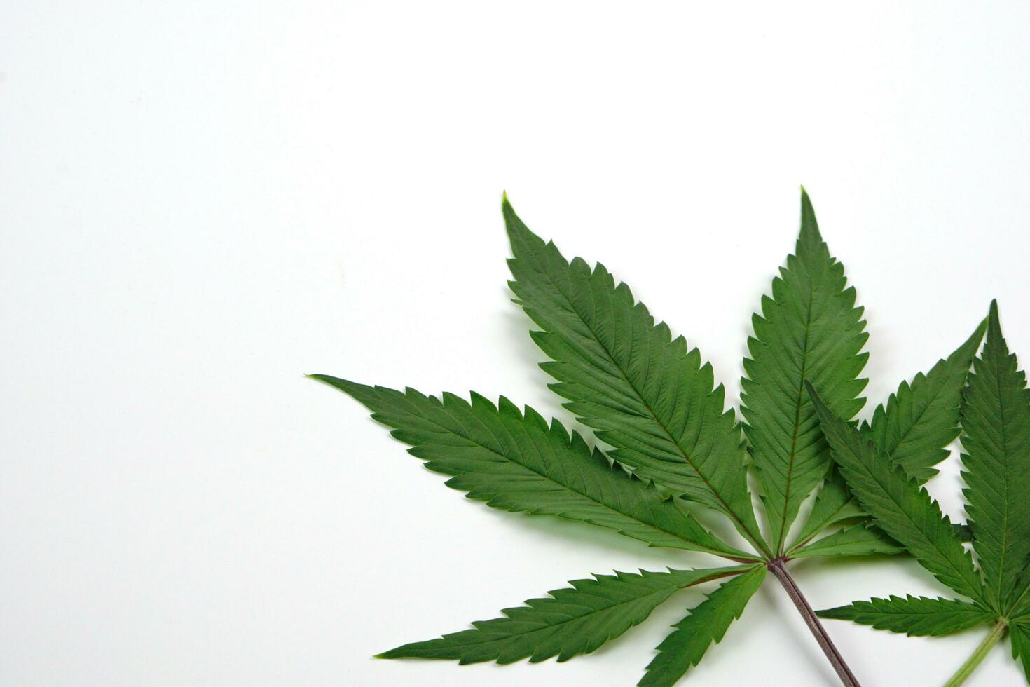 folha de cannabis fresca ou maconha em fundo branco. natureza, conceito de medicina e layout de uma moldura feita de folhas de cannabis. foto