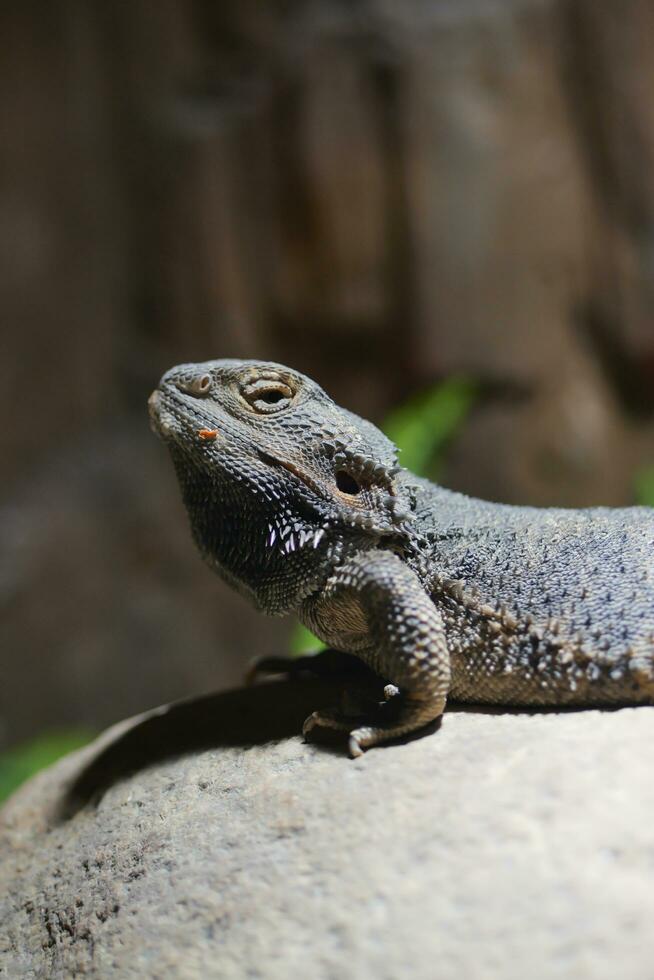 close-up de lagarto espinhoso olha ao redor foto