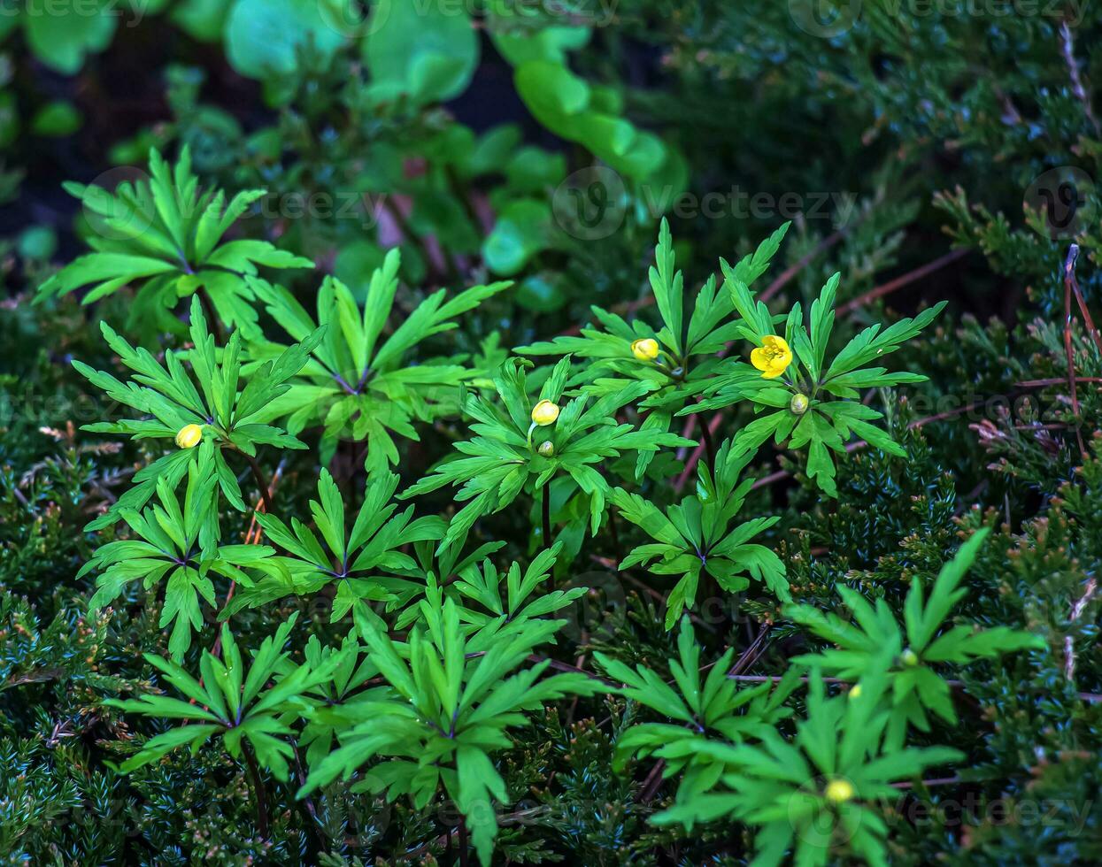 anêmona ranunculoides cresce e floresce dentro a jardim dentro Primavera foto