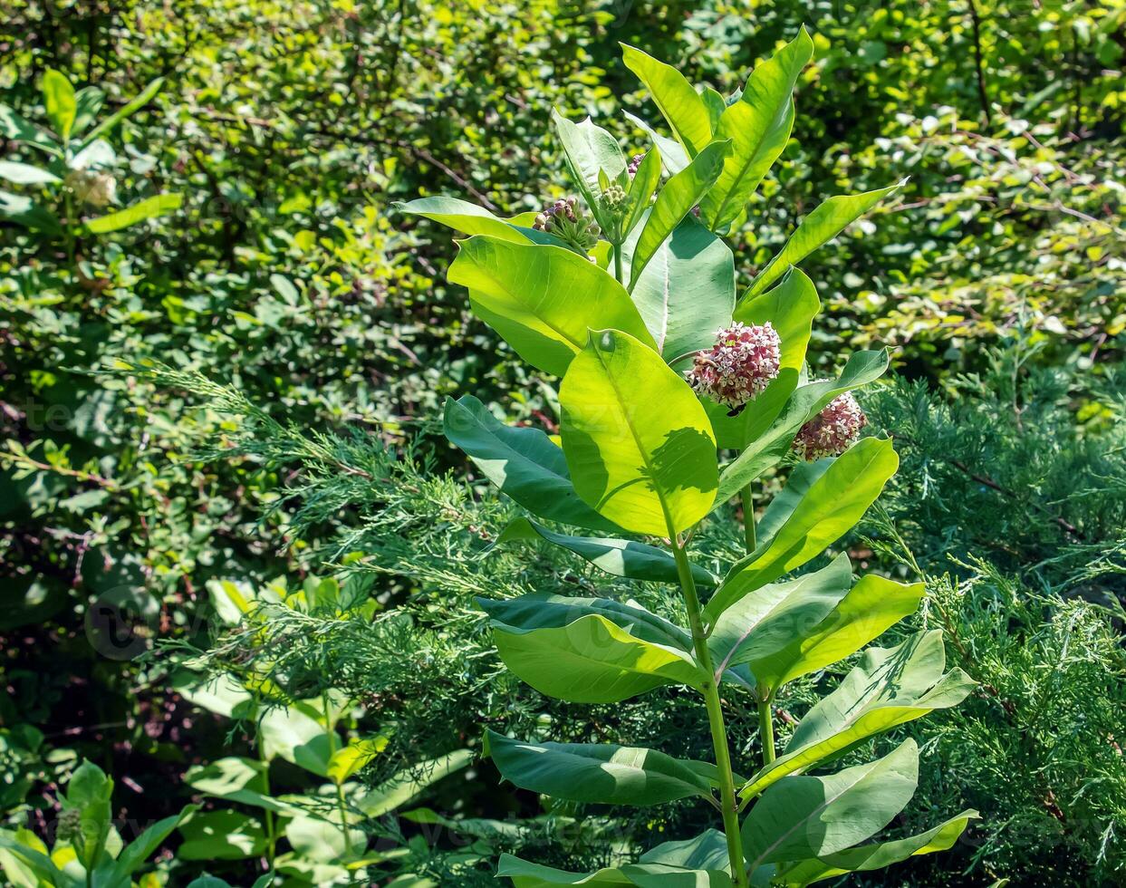 asclepias syriaca . serralha americano é uma gênero do herbáceo, perene, floração plantas conhecido Como serralha foto