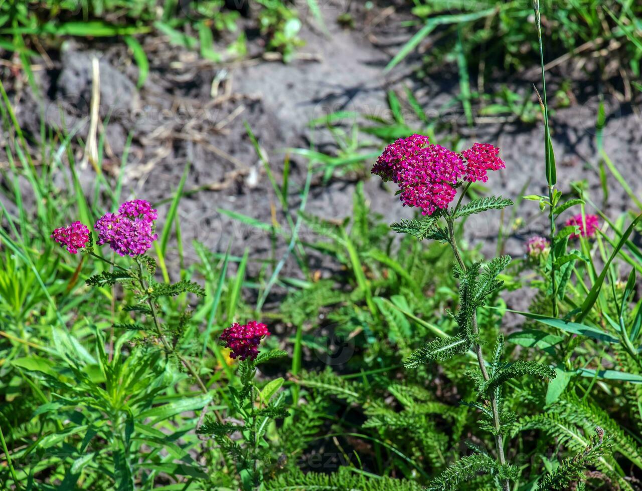 Rosa florescendo yarrow flores dentro a floresta. achillea millefolium cereja rainha. foto