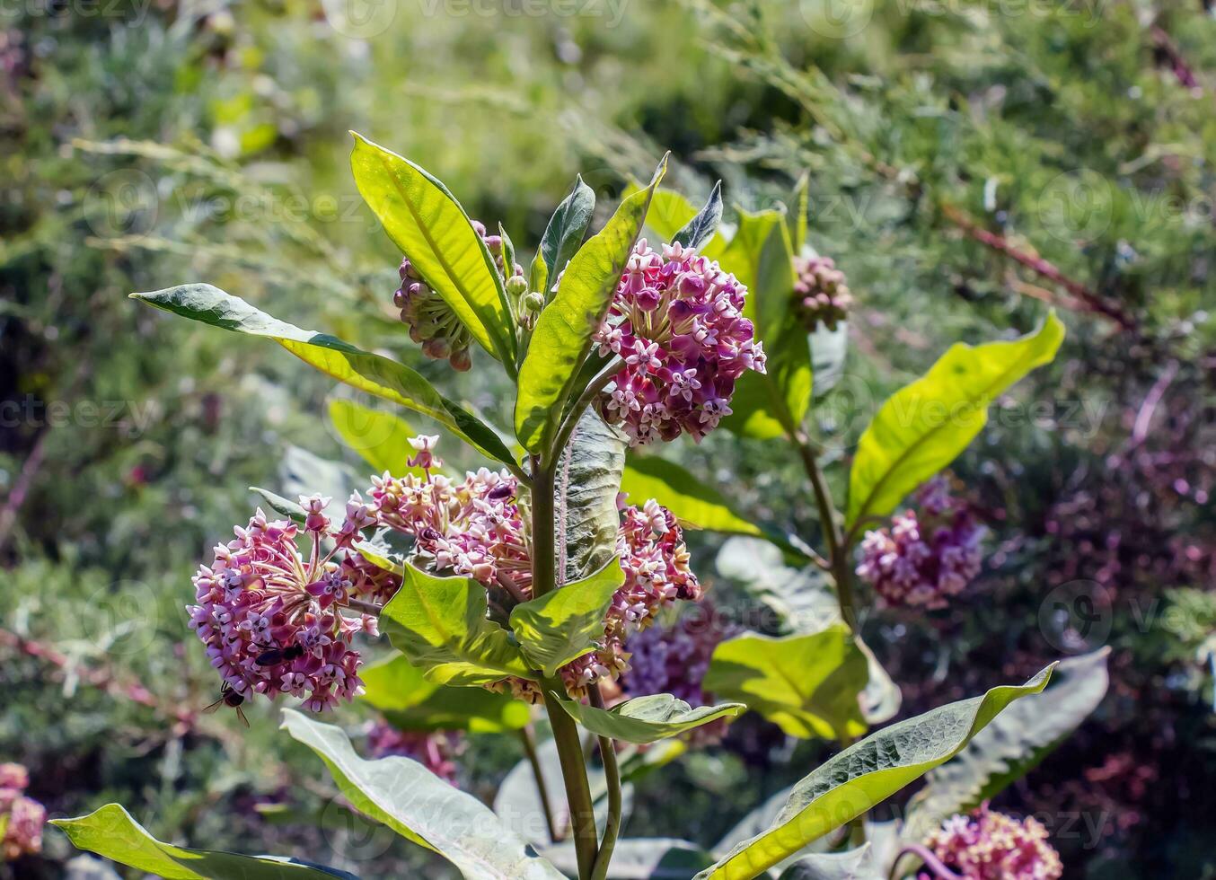 asclepias syriaca . serralha americano é uma gênero do herbáceo, perene, floração plantas conhecido Como serralha foto