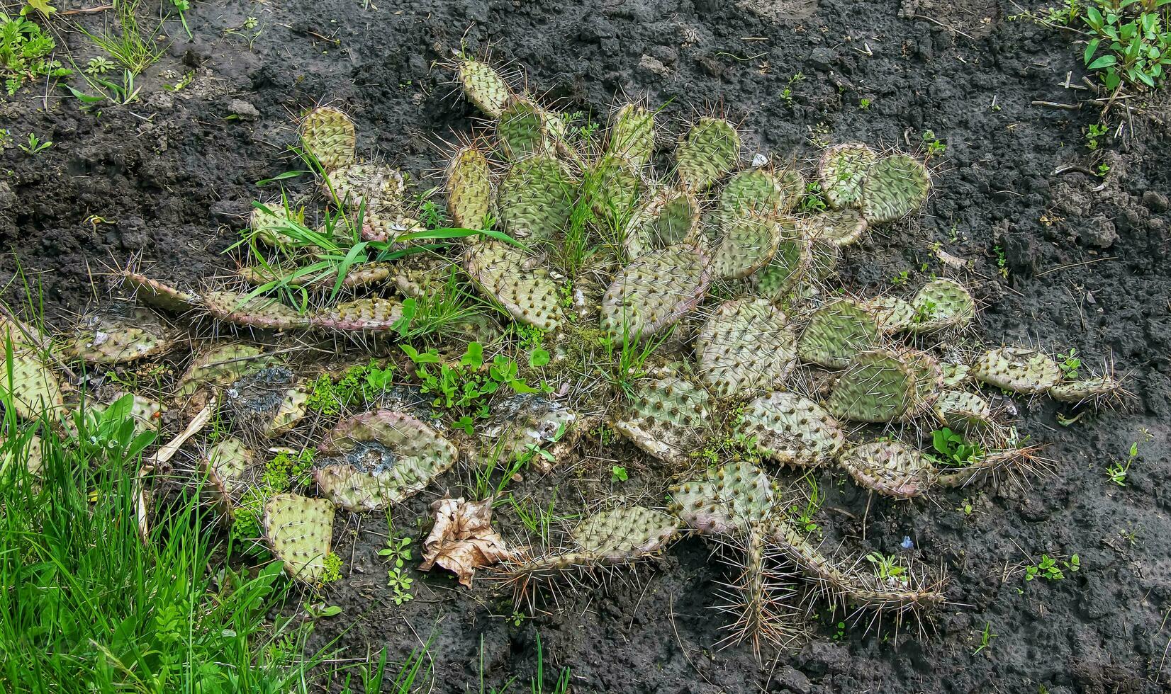 espinhoso pera cacto ou opuntia humifusa dentro a jardim foto