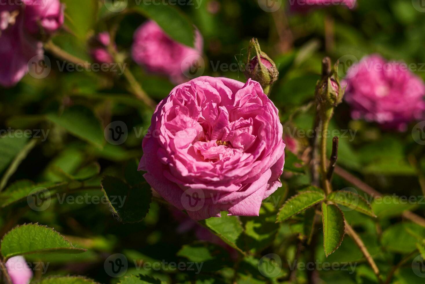 fechar-se tiro do uma arbusto rosa foto