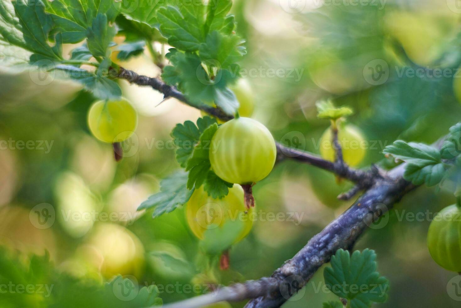 groselha ramo com bagas. fresco groselhas em uma arbusto. tiro em uma hélios, bokeh foto