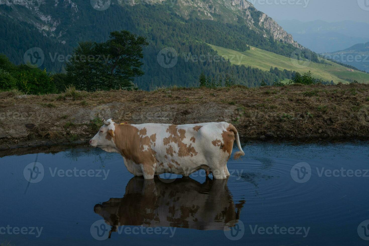 vaca imerso dentro a lago foto