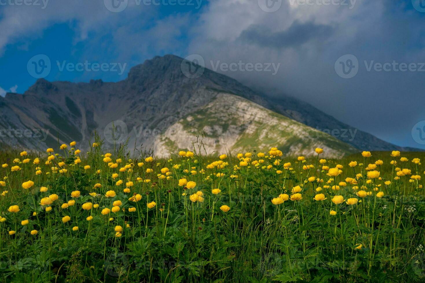 Fora do trollius europaeus dentro a pastagens do a Alpes foto