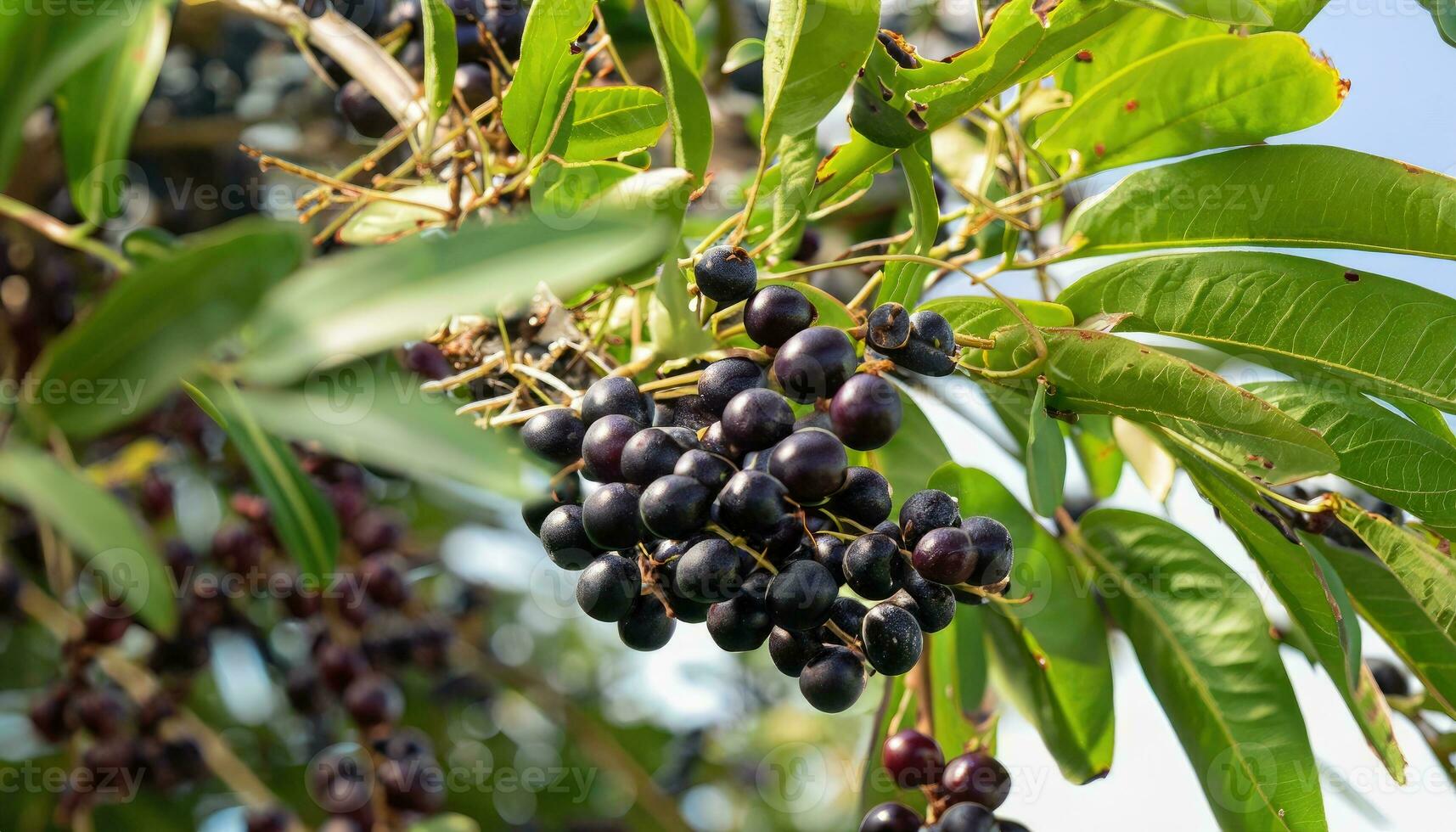 Açaí bagas em a árvore em uma natural Fazenda foto