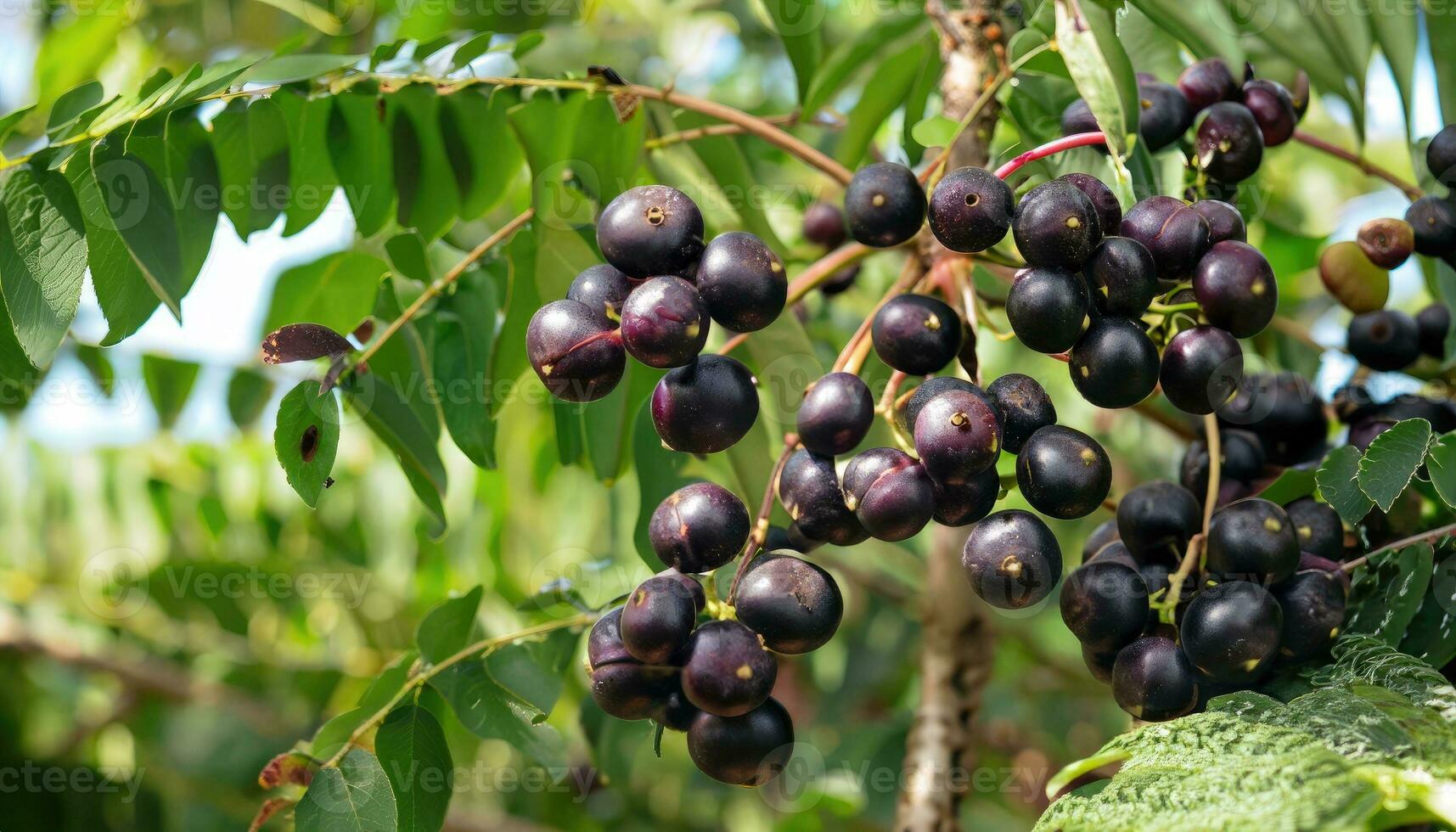 Açaí bagas em a árvore em uma natural Fazenda foto