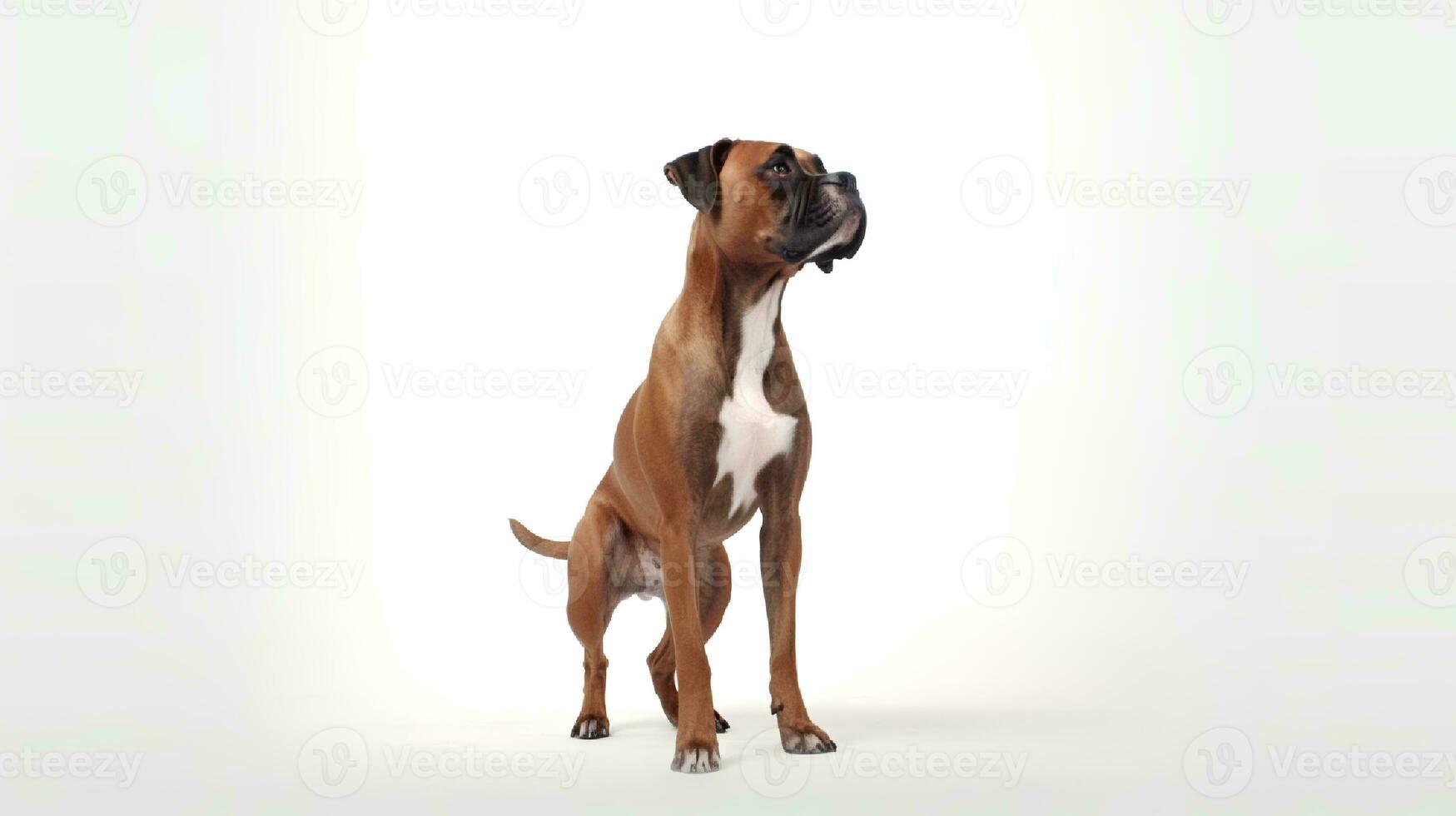 foto do uma boxer cachorro em branco fundo. generativo ai 26738886 Foto de  stock no Vecteezy