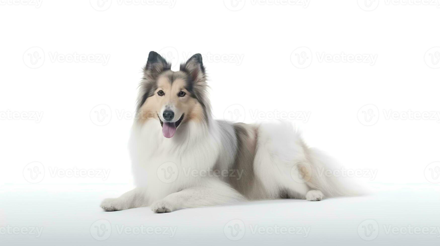 foto do uma rude collie em branco fundo. generativo ai