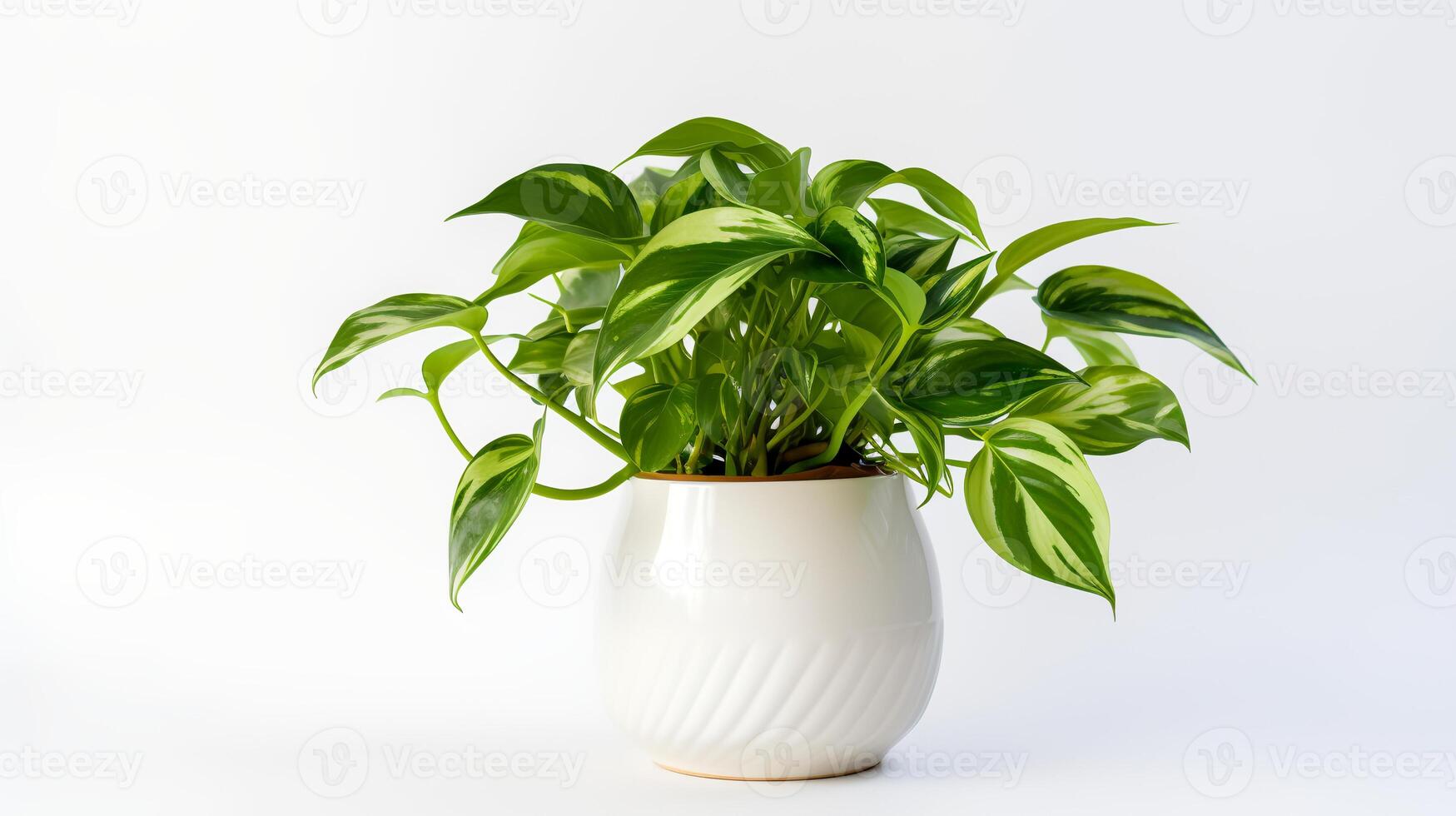 foto do epipremnum aureum dentro minimalista Panela Como planta de casa para casa decoração isolado em branco fundo. generativo ai