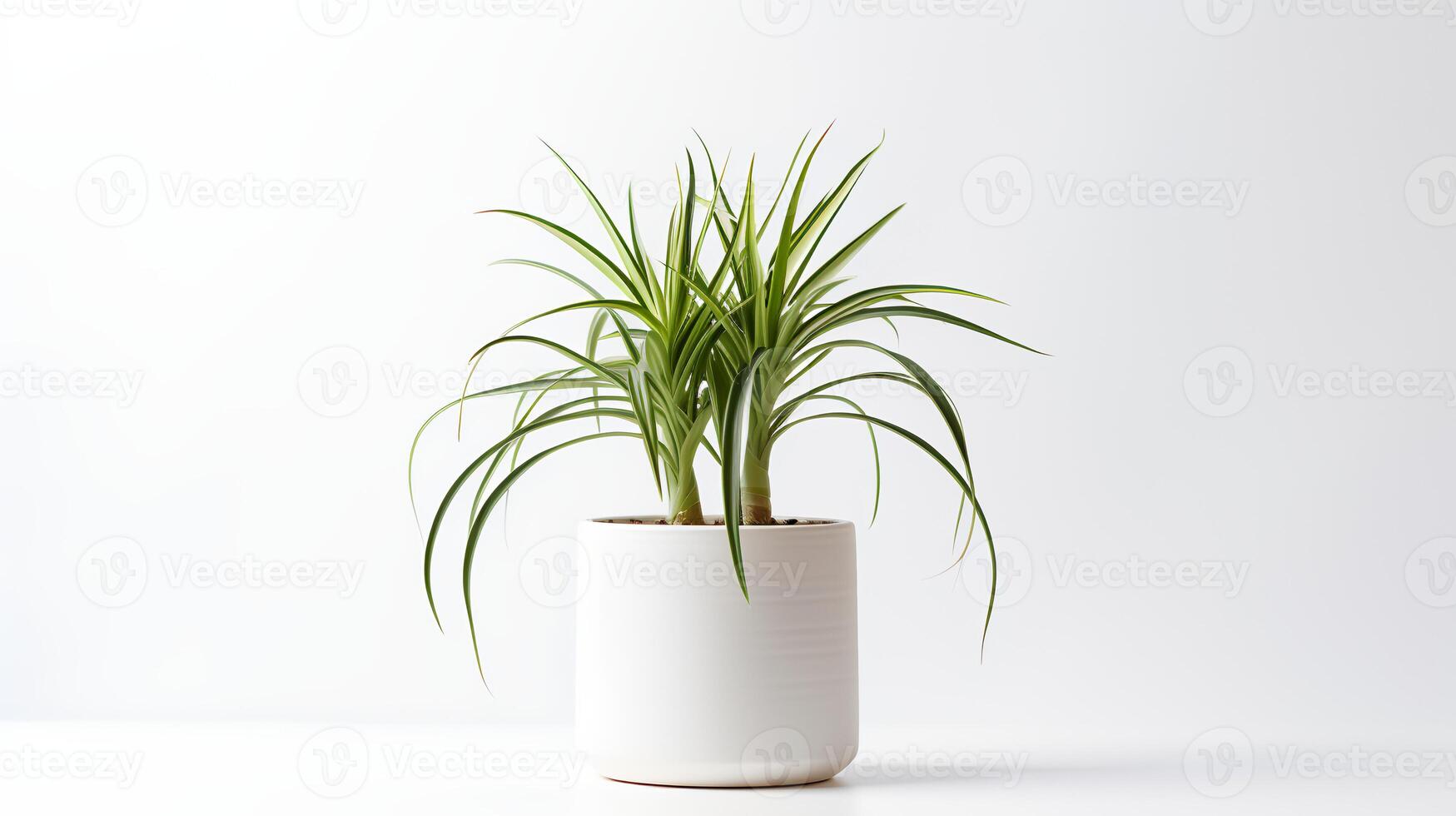 foto do aranha plantar dentro minimalista Panela Como planta de casa para casa decoração. generativo ai