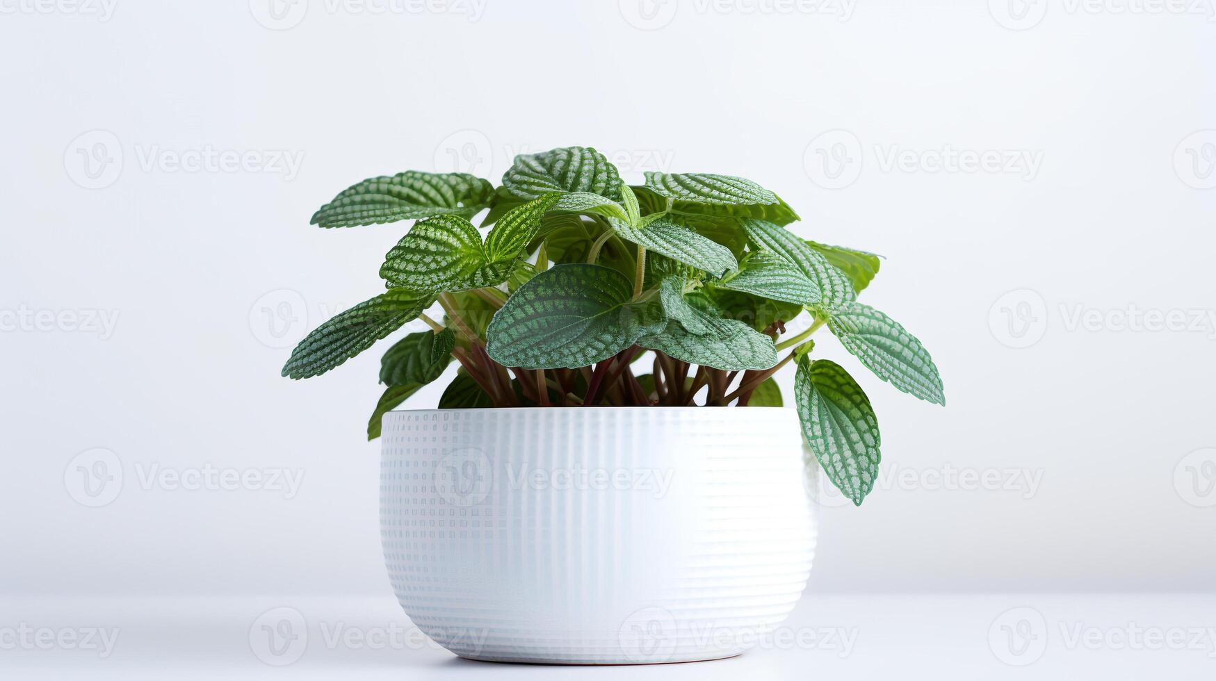 foto do fitônia dentro minimalista Panela Como planta de casa para casa decoração isolado em branco fundo. generativo ai