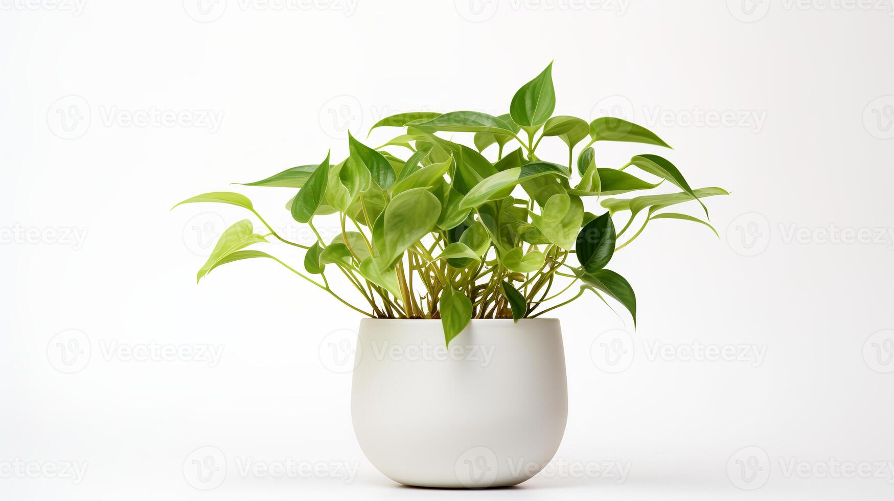 foto do epipremnum aureum dentro minimalista Panela Como planta de casa para casa decoração isolado em branco fundo. generativo ai