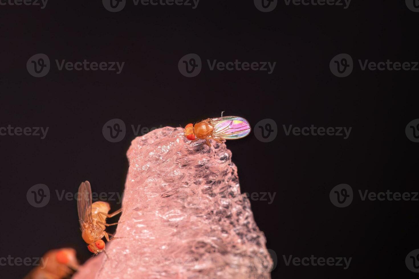 mosca de fruta pequena adulta foto