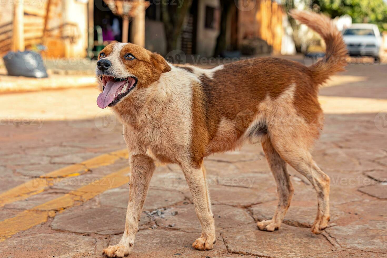 cachorro abandonado em a rua foto