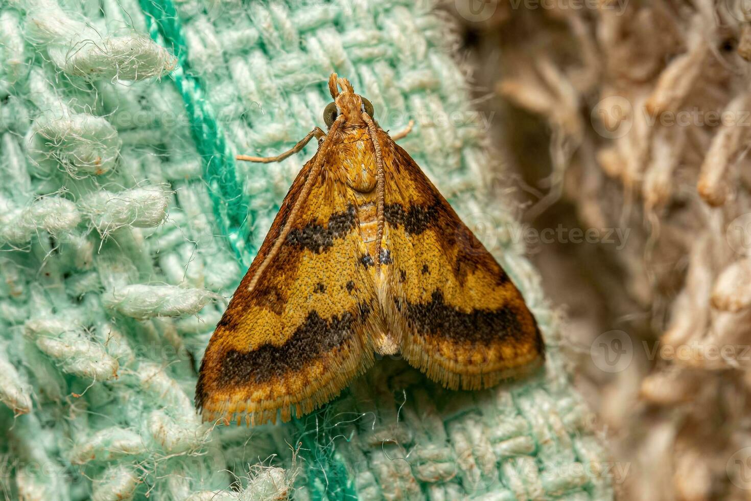 mariposa de focinho adulto foto