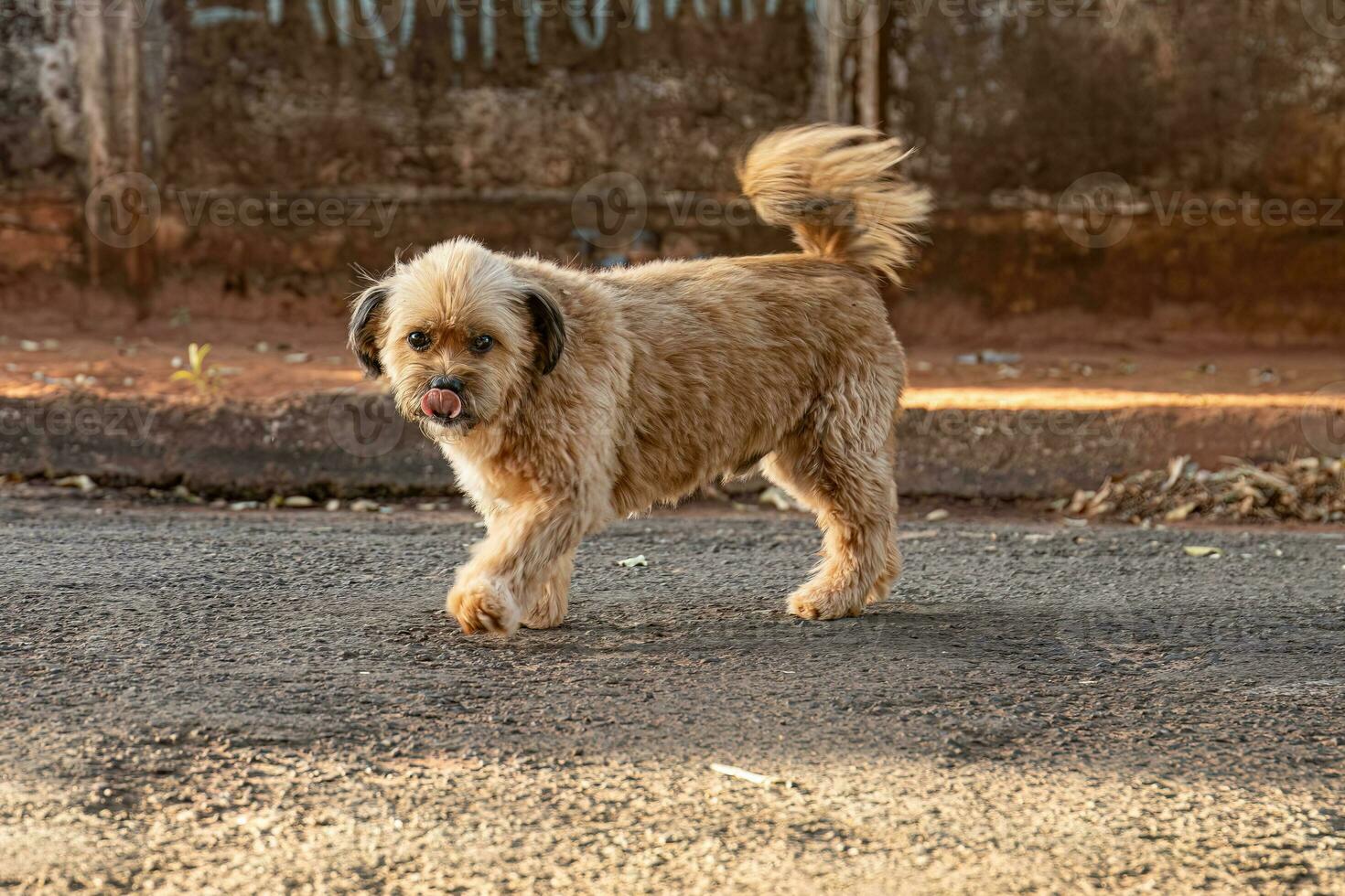 animal mamífero cachorro abandonado foto