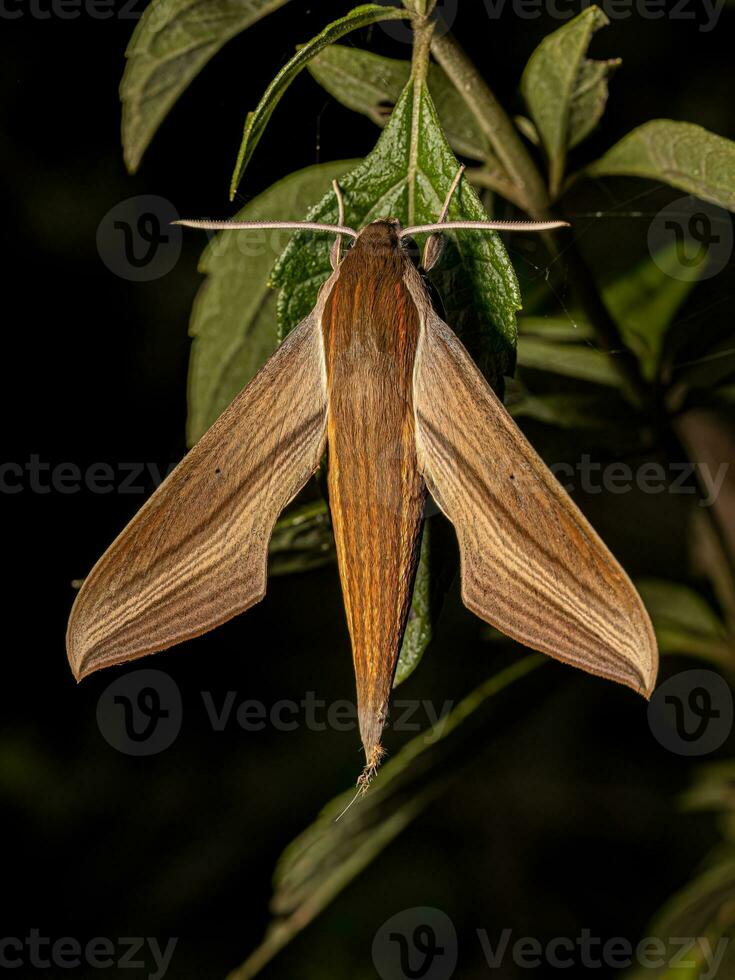 adulto tersa esfinge traça foto