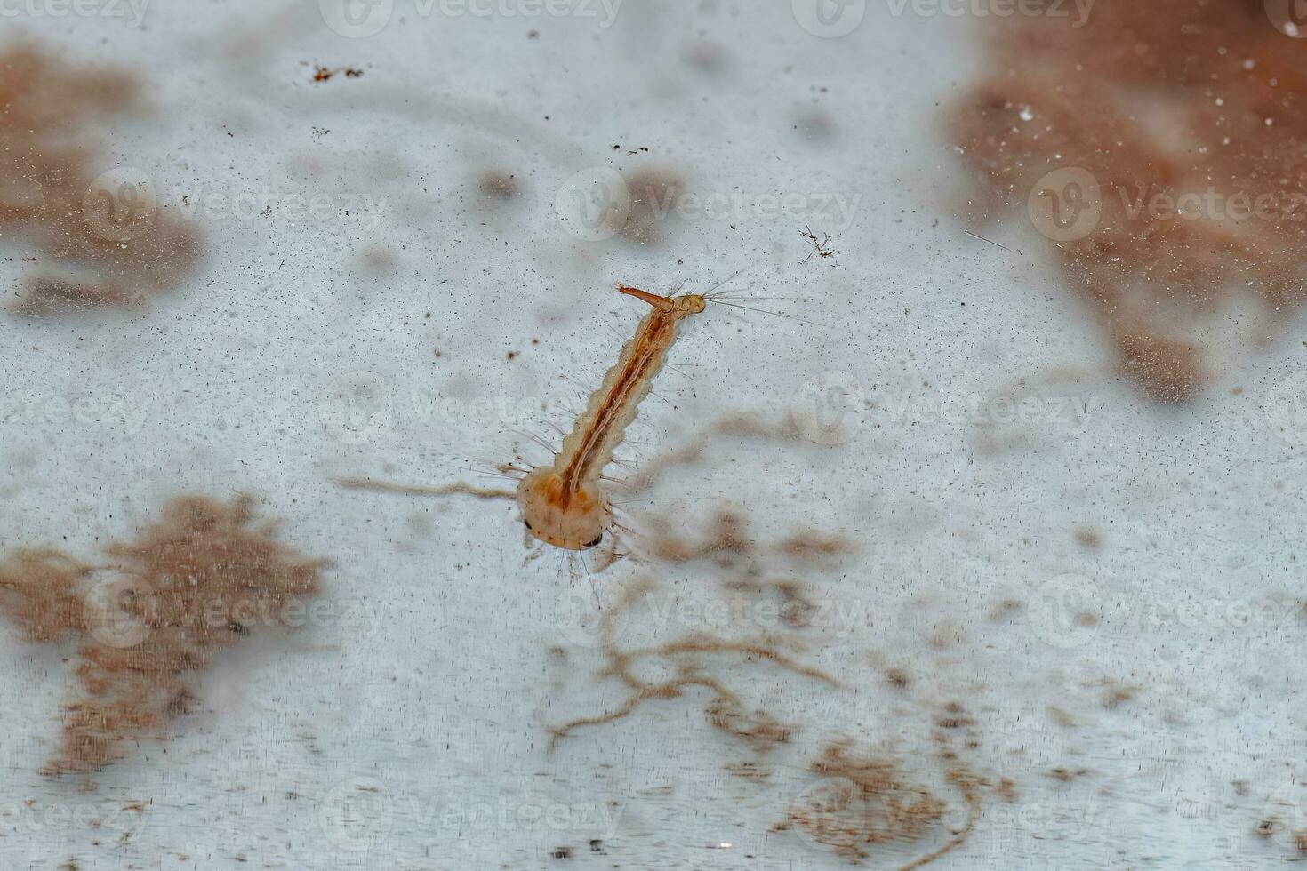 larva de inseto mosquito culicine foto