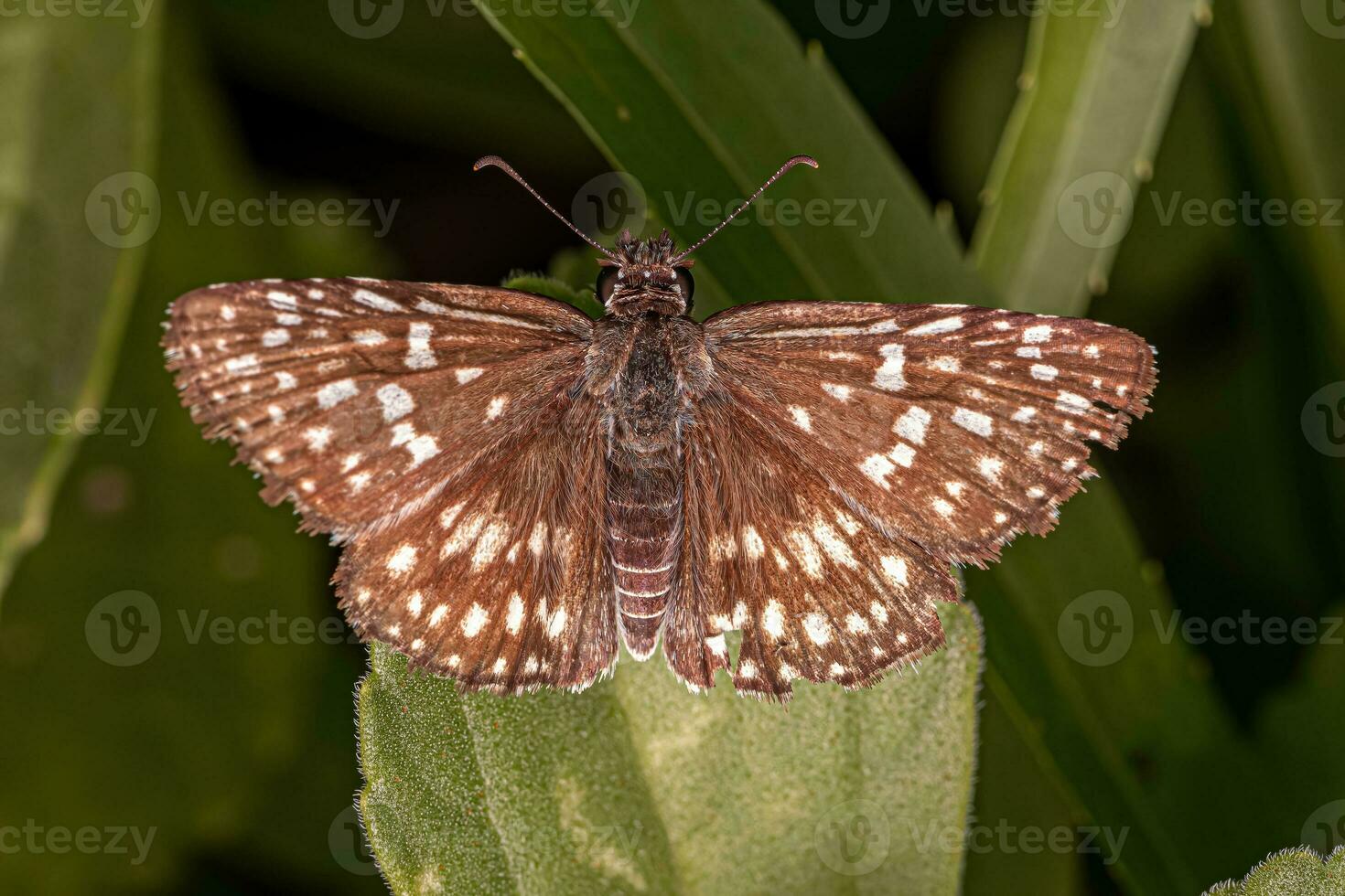 mariposa xadrez-do-orcus adulto foto