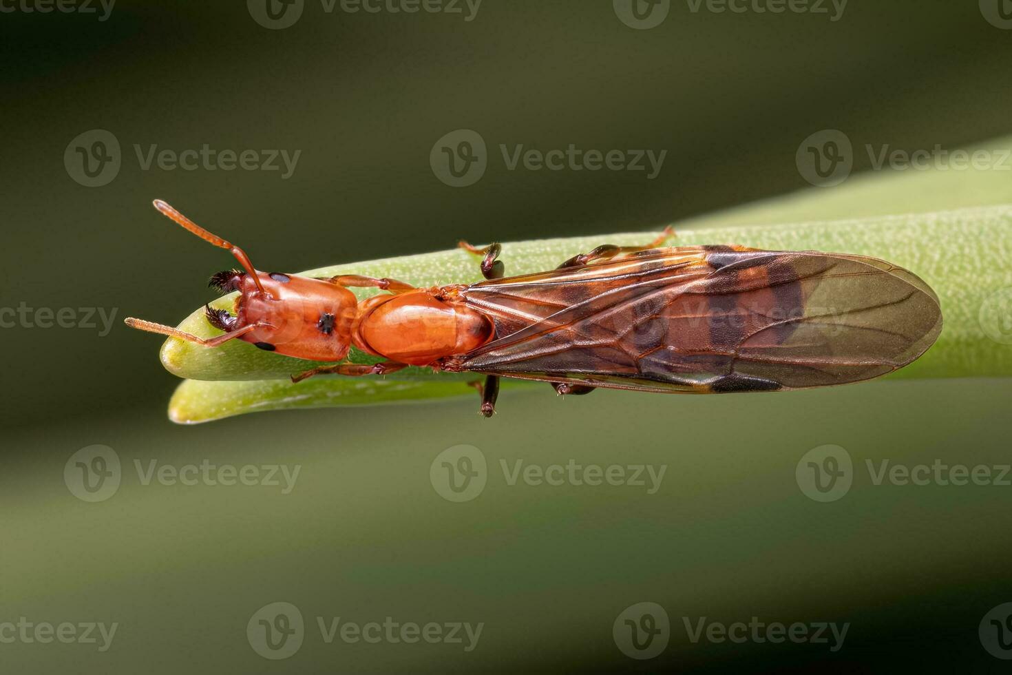 adulto cecropia formiga rainha foto