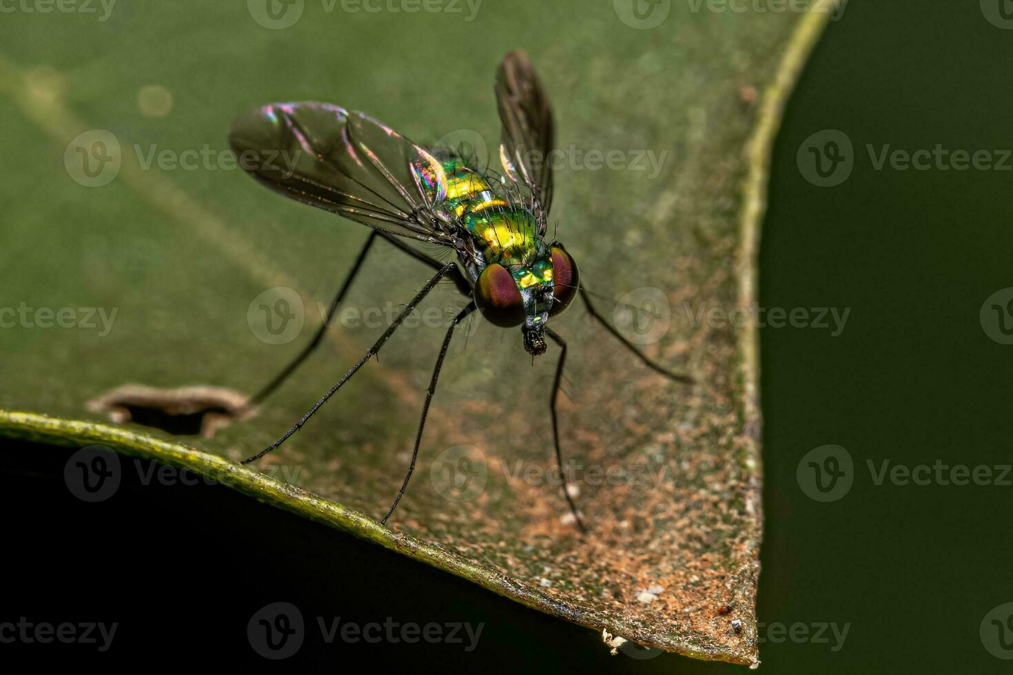 mosca adulta de pernas longas foto