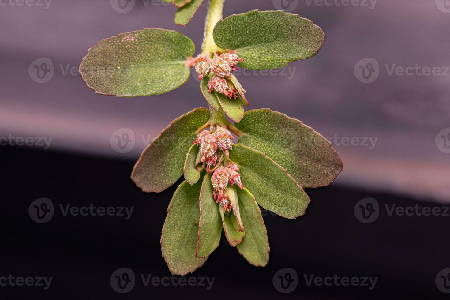 planta trepadeira-cáustica vermelha foto