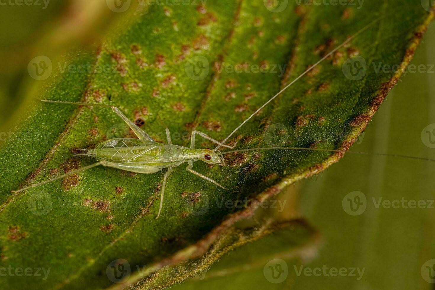 comum árvore Grilo inseto foto