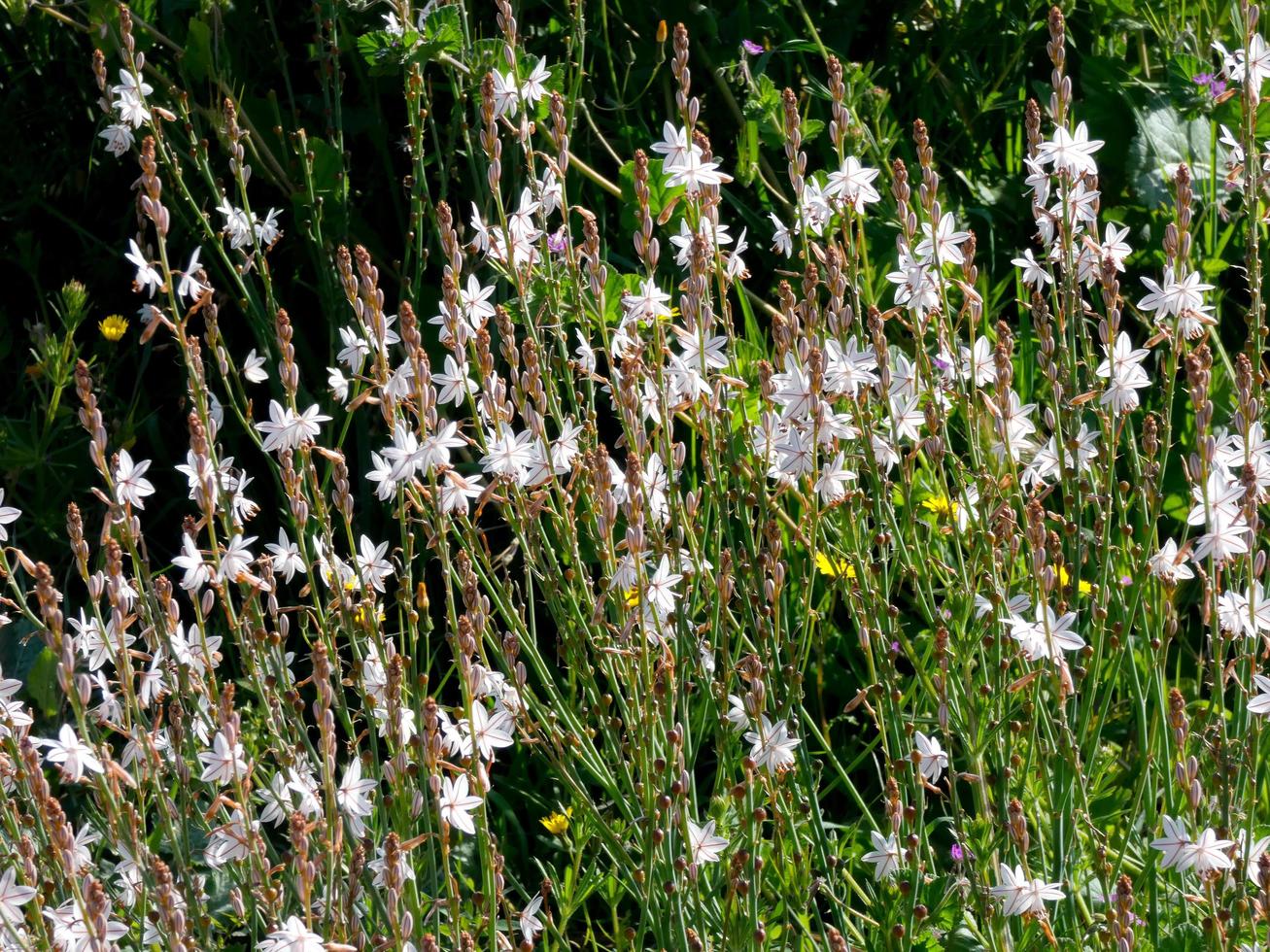 flores silvestres e ervas foto