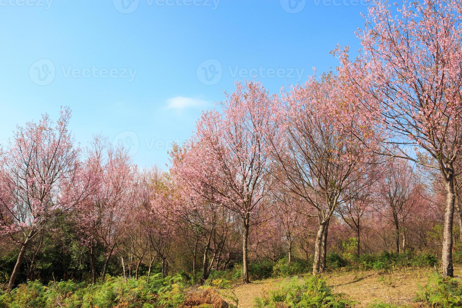 árvore de cereja selvagem do Himalaia prunus cerasoides sakura na tailândia na montanha phu lom lo, loei, tailândia foto