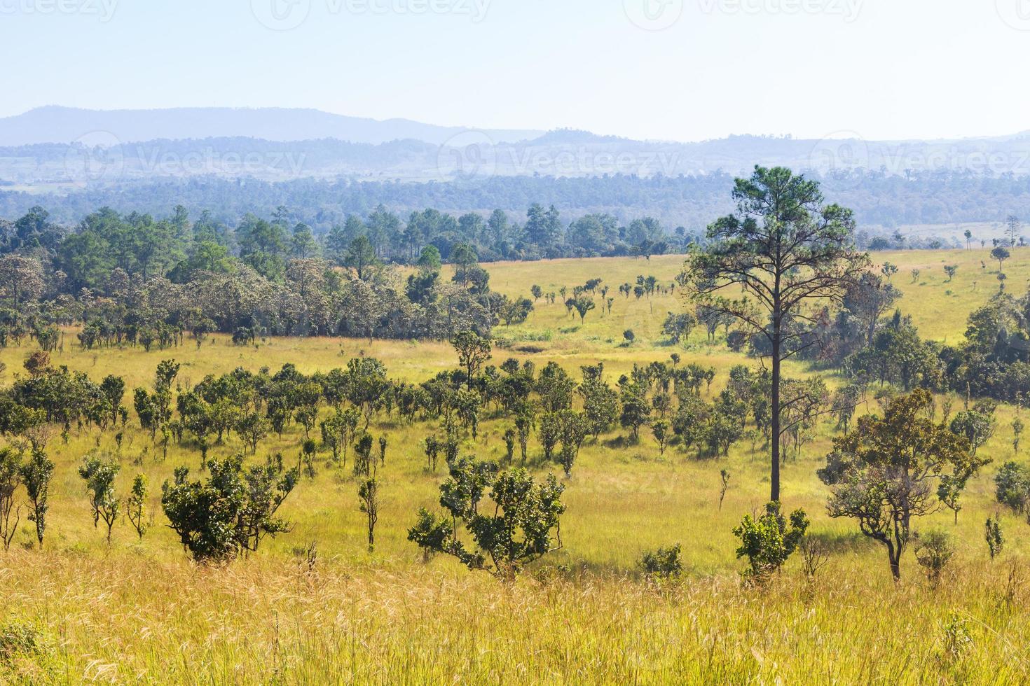 Parque Nacional de Thung Salaeng Luang. campo de savana e pinheiro. província de phetchabun e phitsanulok. norte da Tailândia. vista da paisagem foto