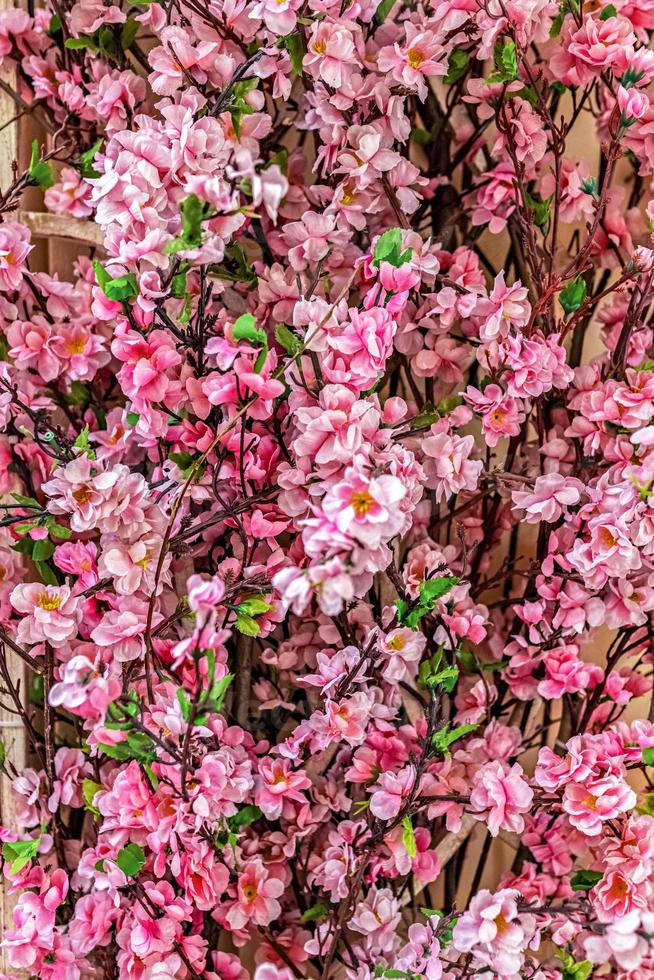 planta ornamental, ramos com flores rosa sakura no fundo desfocado foto