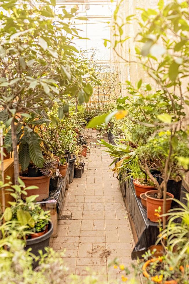 caminho em um jardim de primavera entre árvores e plantas em vasos. Primavera. foto