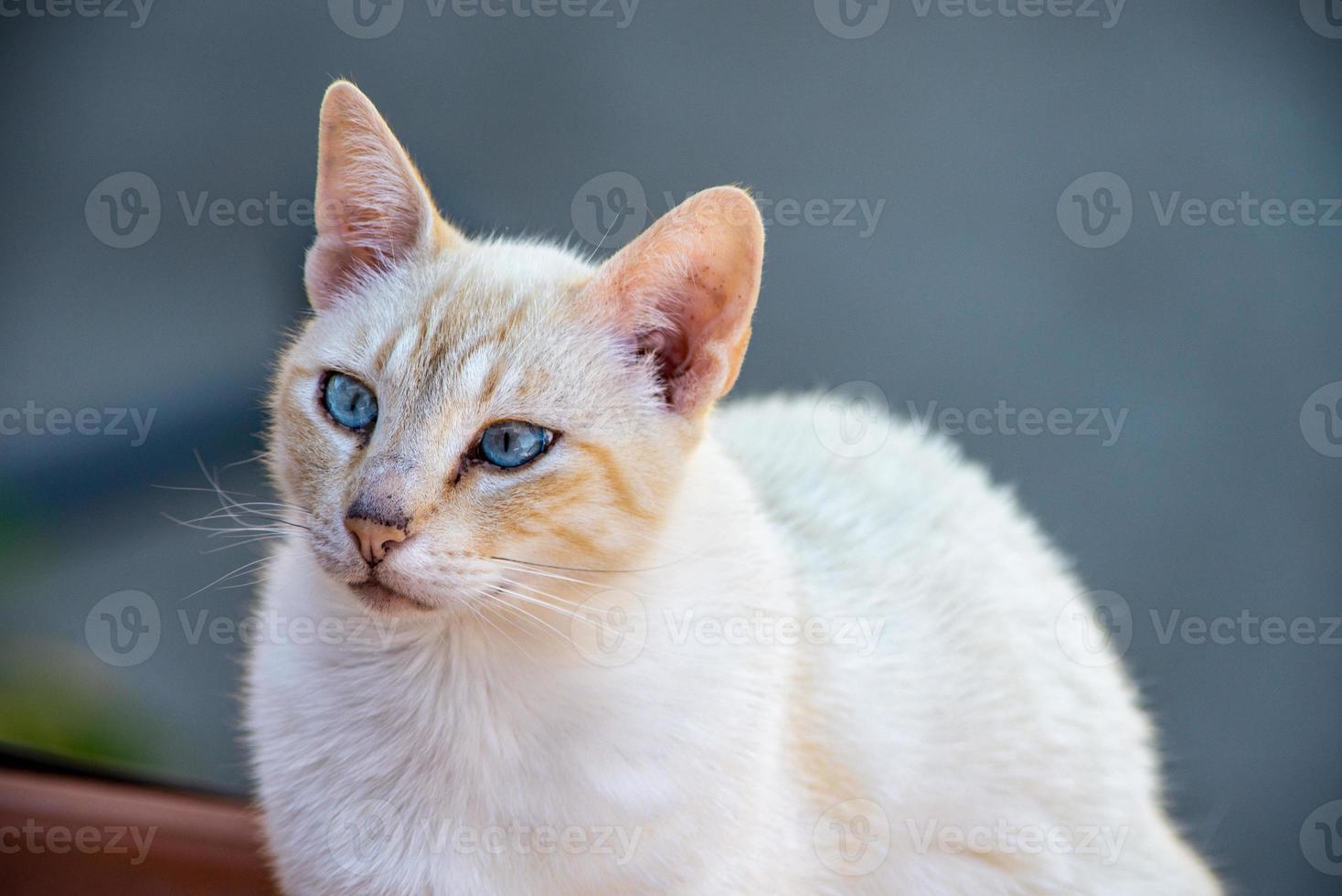 o gato branco foto