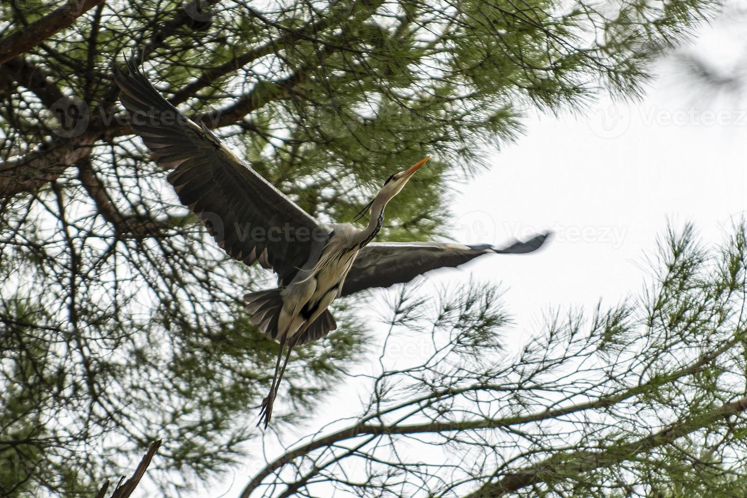 garça-real empoleirada em um pinheiro na cidade foto